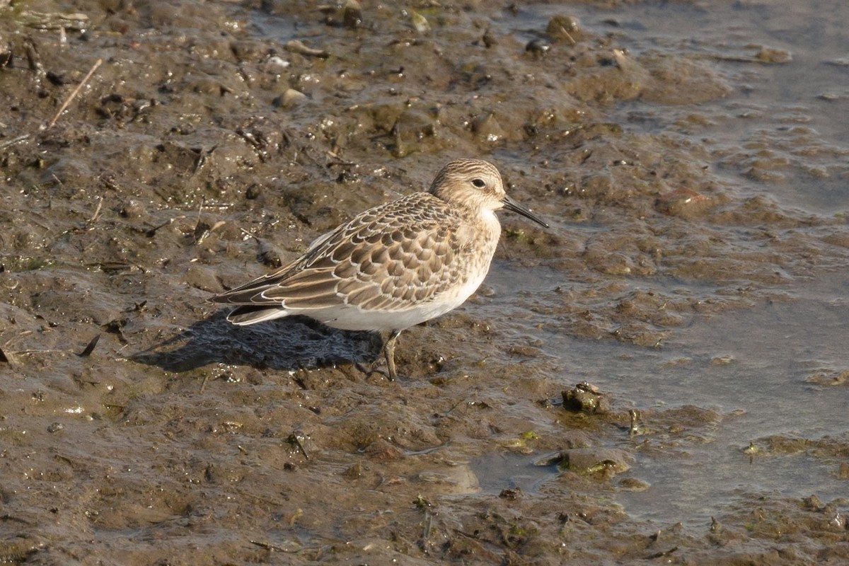 gulbrystsnipe - ML608564056