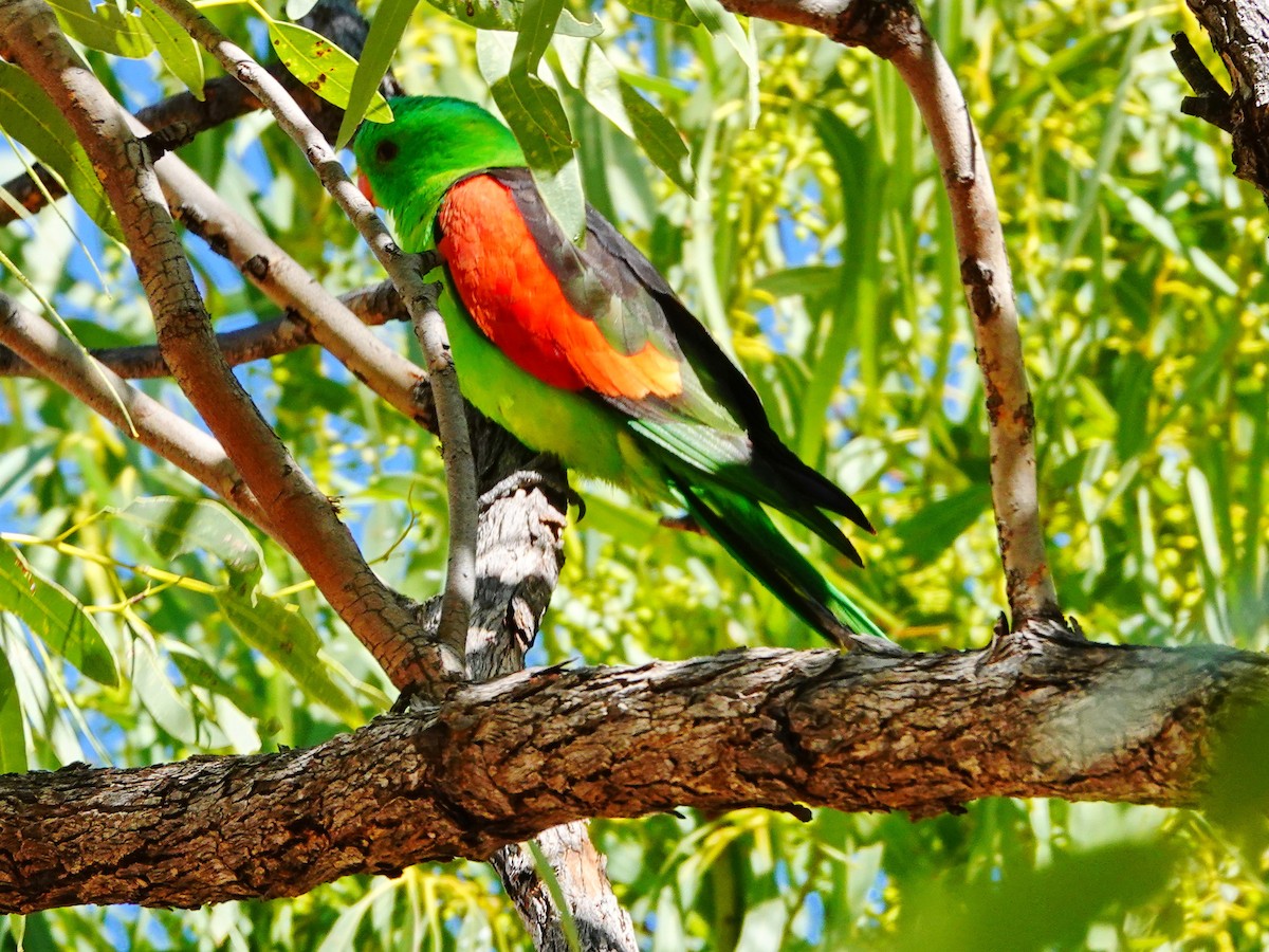 Red-winged Parrot - ML608564115