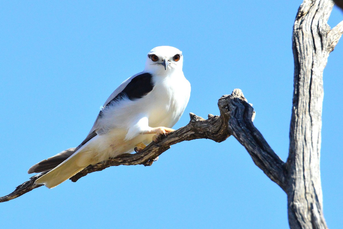 Black-shouldered Kite - Peter Dunstan