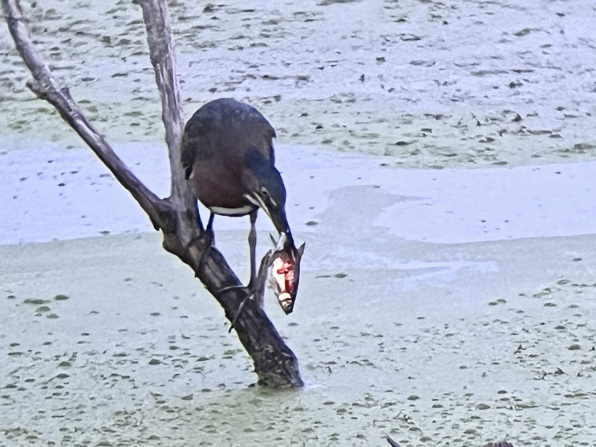 Green Heron - ML608564196