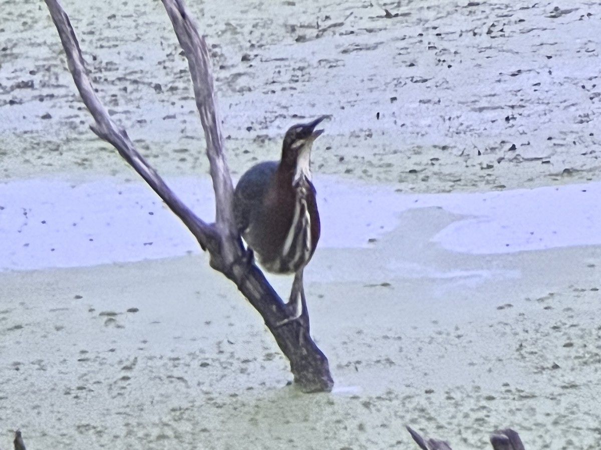 Green Heron - ML608564197