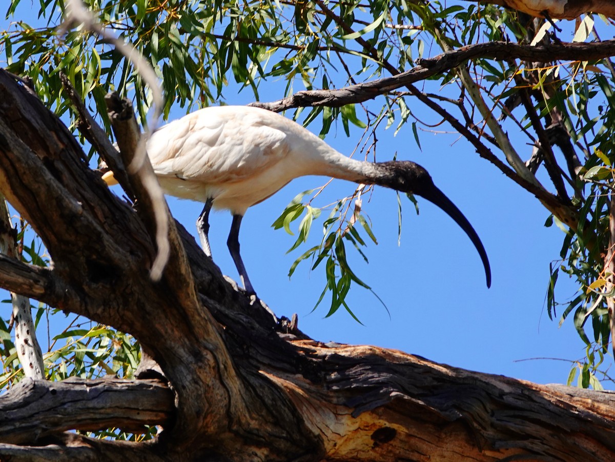 ibis australský - ML608564213