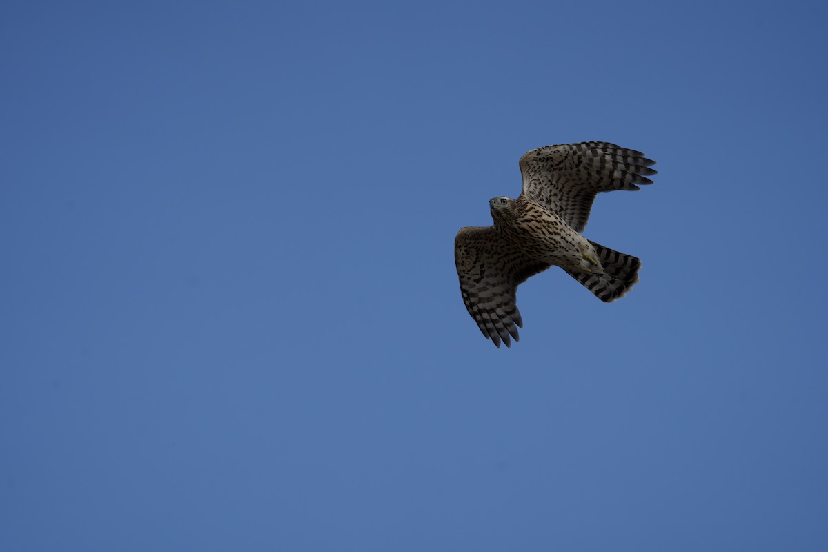 American Goshawk - ML608564266