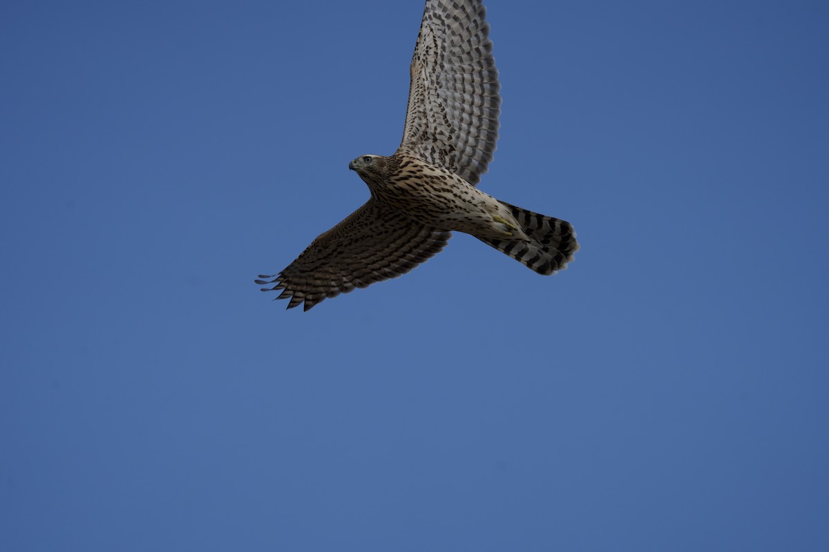 American Goshawk - ML608564267