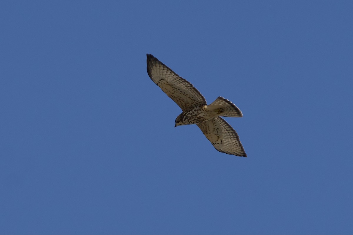 Broad-winged Hawk - ML608564275