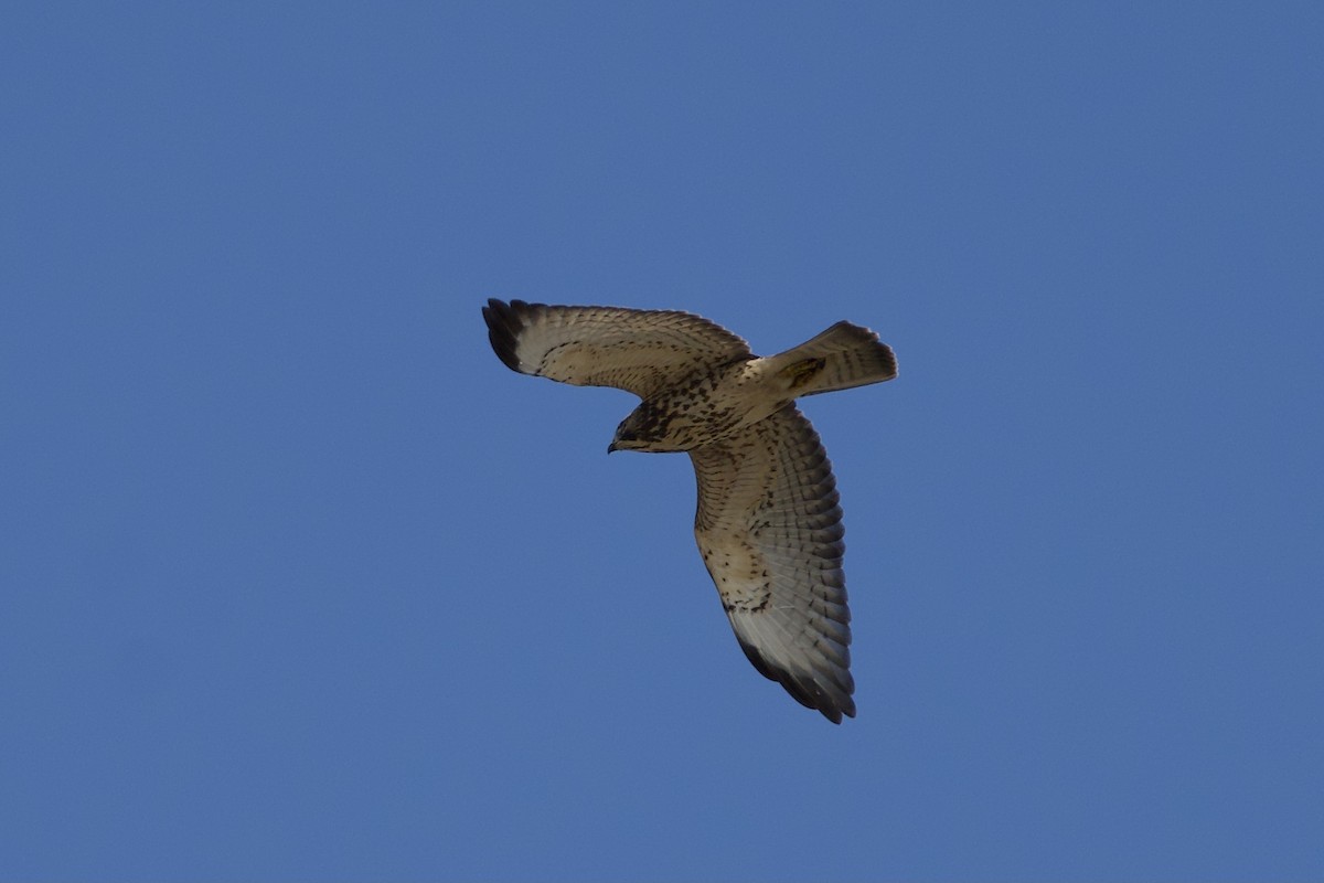 Broad-winged Hawk - ML608564276