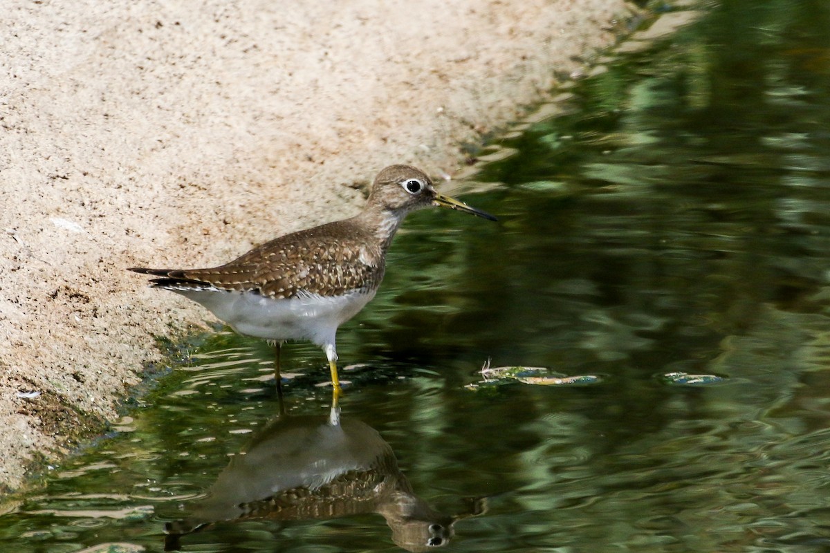 Solitary Sandpiper - ML608564400