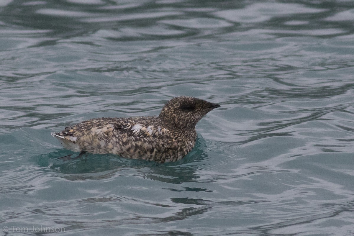 Kittlitz's Murrelet - Tom Johnson