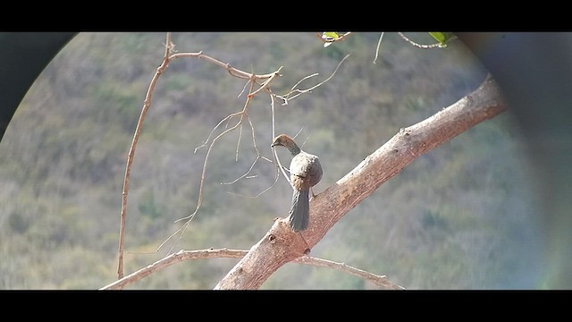 East Brazilian Chachalaca - ML608564468