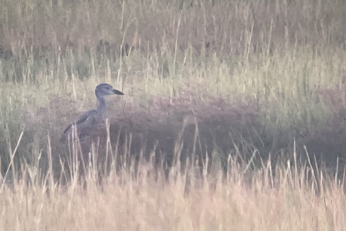 Yellow-crowned Night Heron - ML608564489