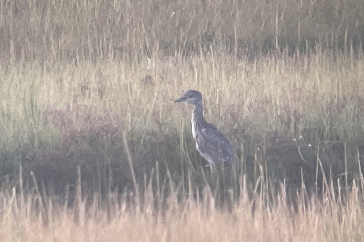 Yellow-crowned Night Heron - ML608564492