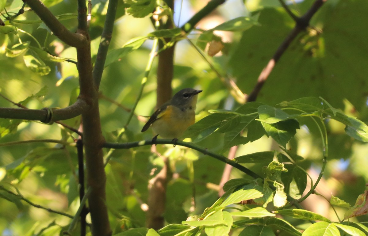 American Redstart - ML608564495