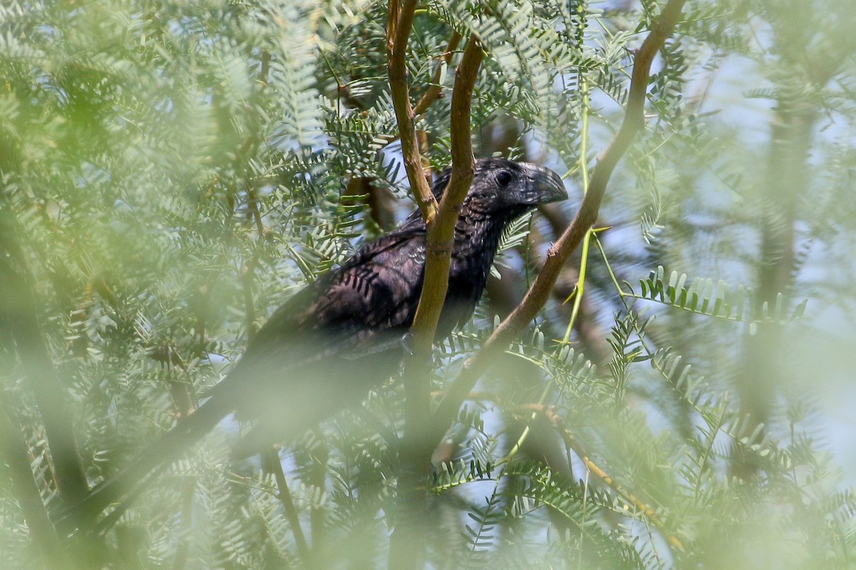 Groove-billed Ani - ML608564518