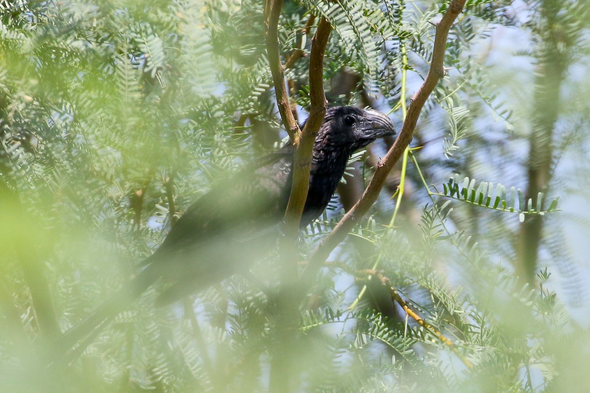 Groove-billed Ani - ML608564519