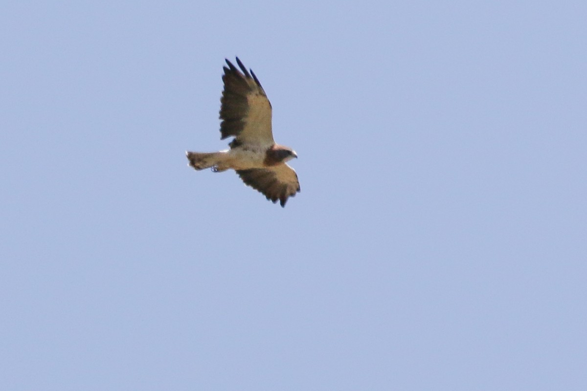 Swainson's Hawk - ML608564536