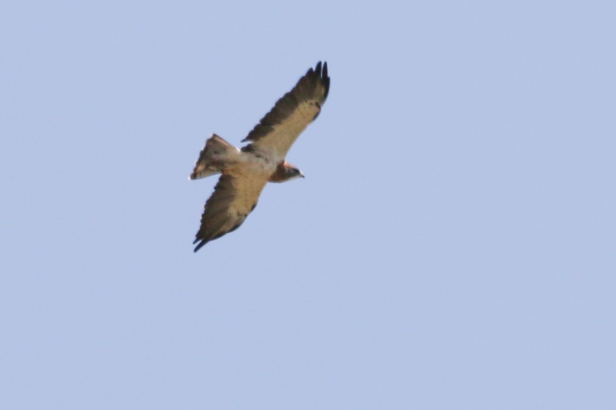 Swainson's Hawk - ML608564537