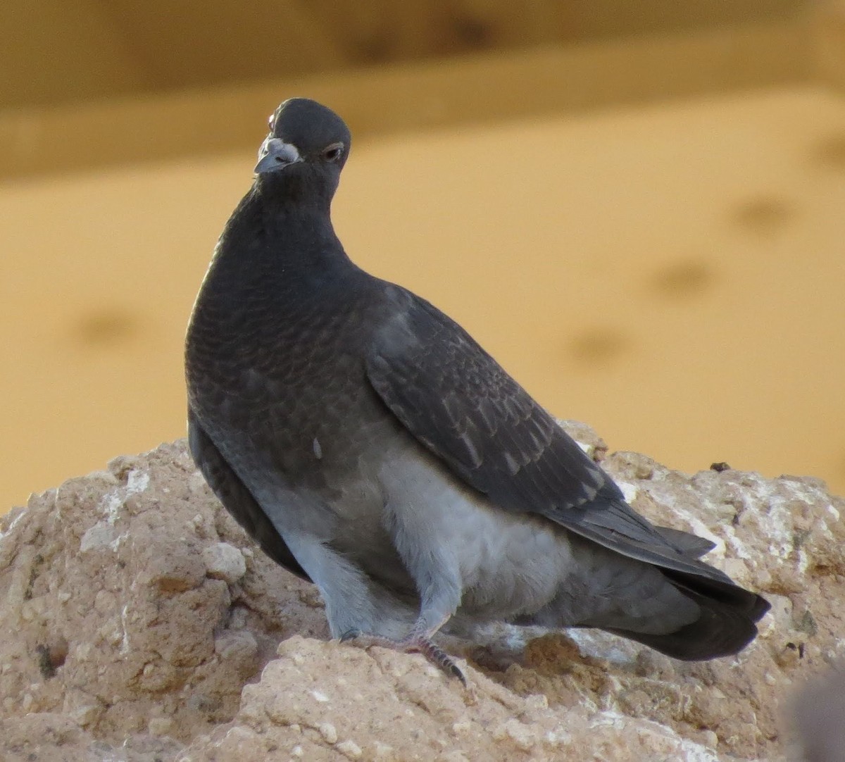 Rock Pigeon (Feral Pigeon) - ML608564538