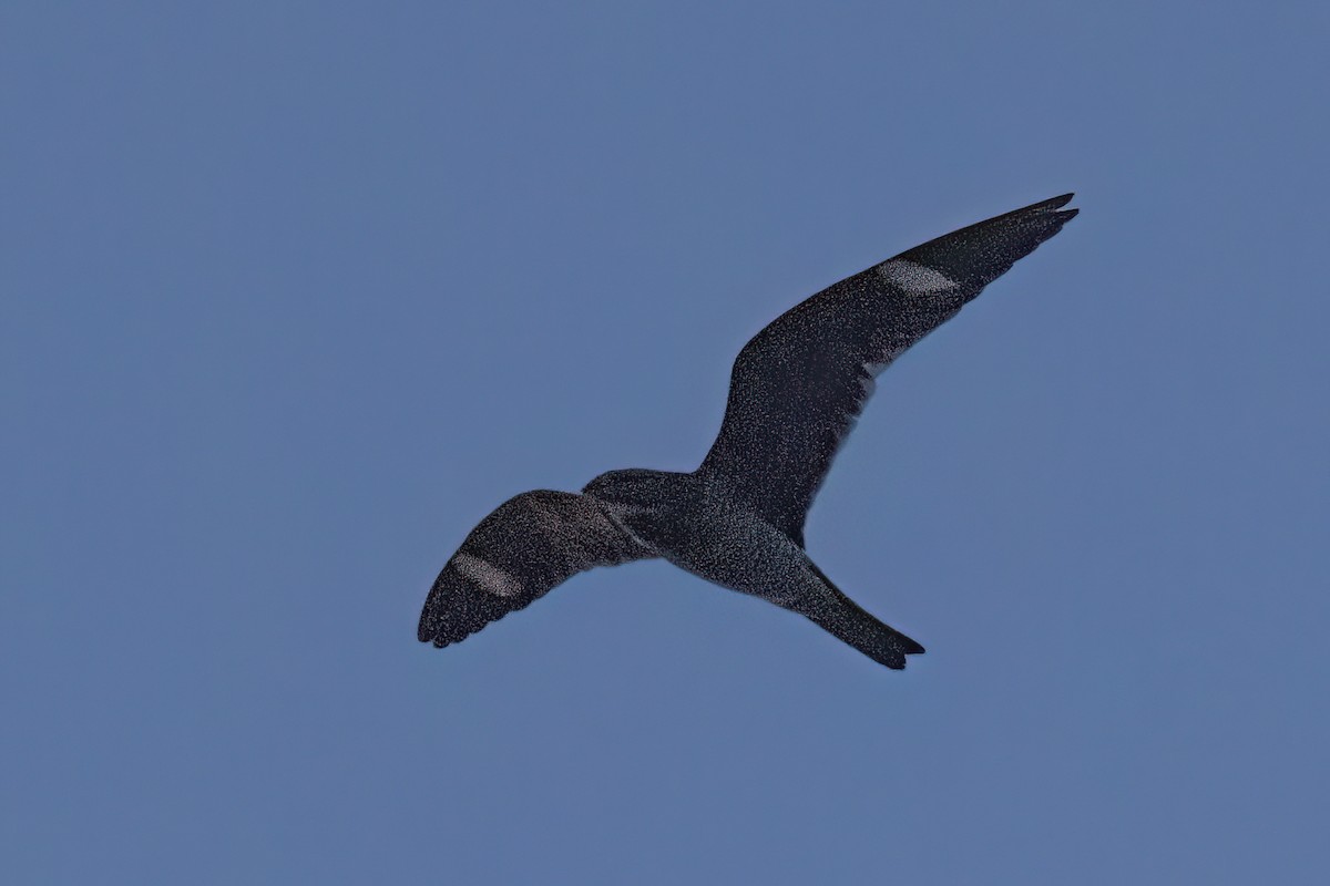 Common Nighthawk - ML608564543