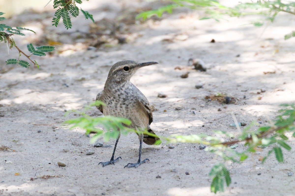 Rock Wren - ML608564562