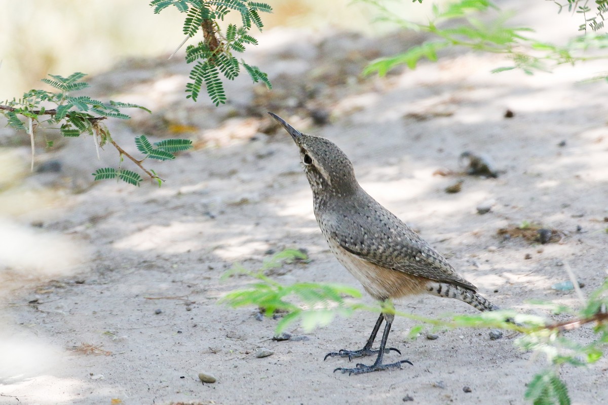 Rock Wren - ML608564564