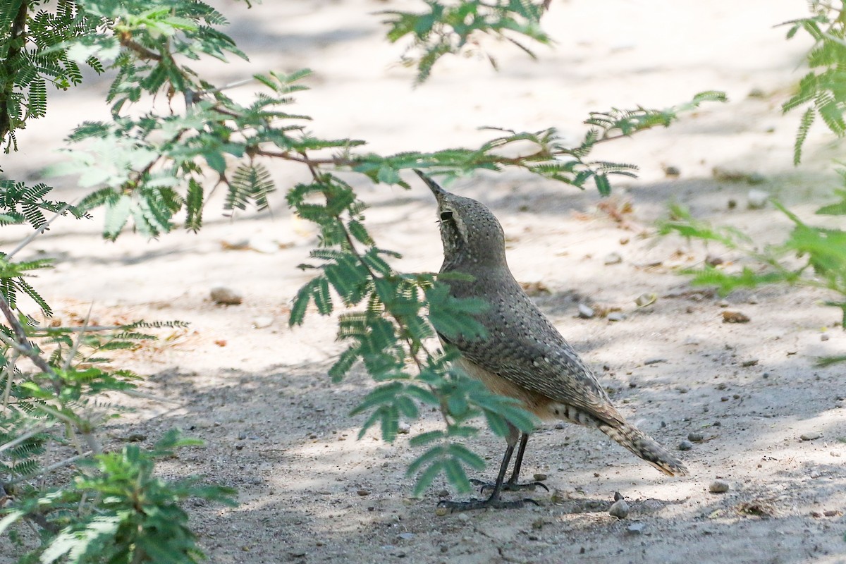 Rock Wren - ML608564565