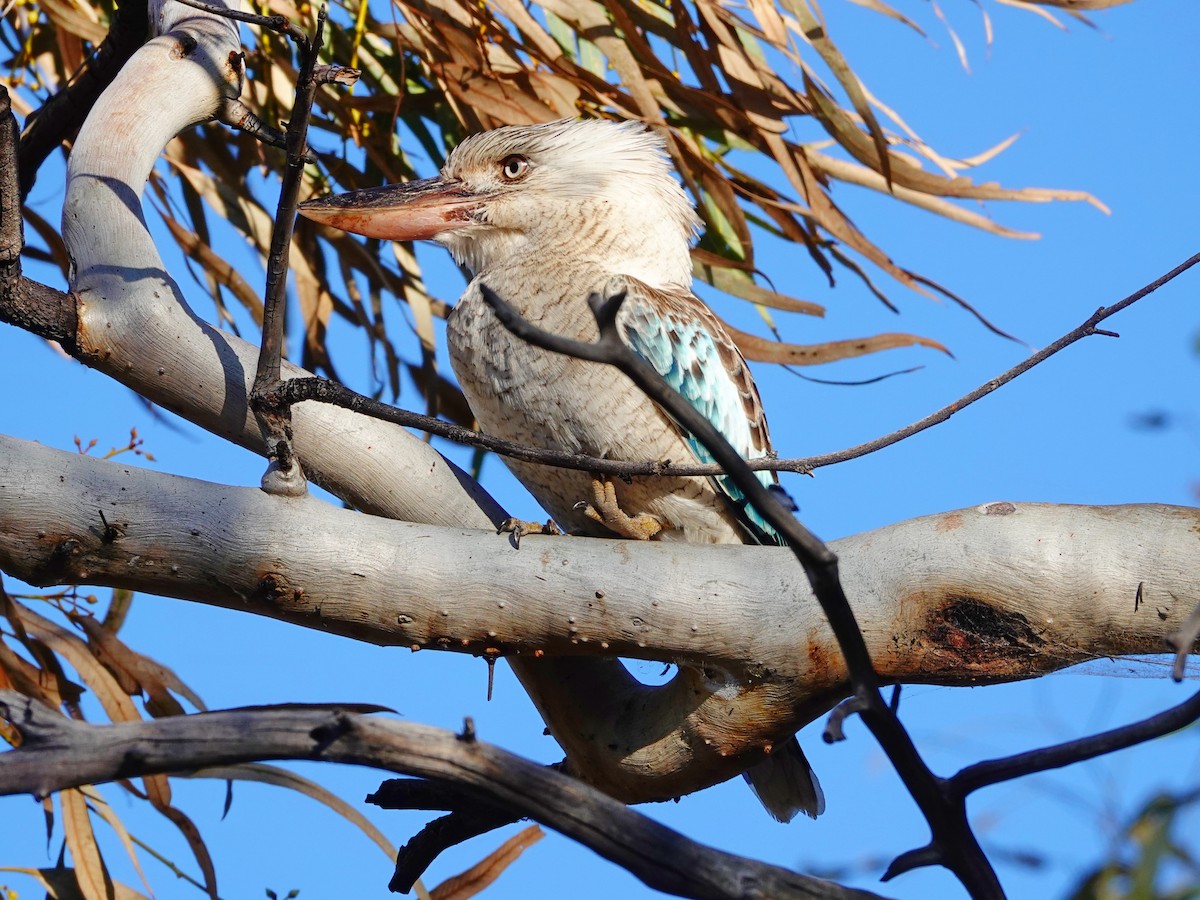 Blue-winged Kookaburra - ML608564568