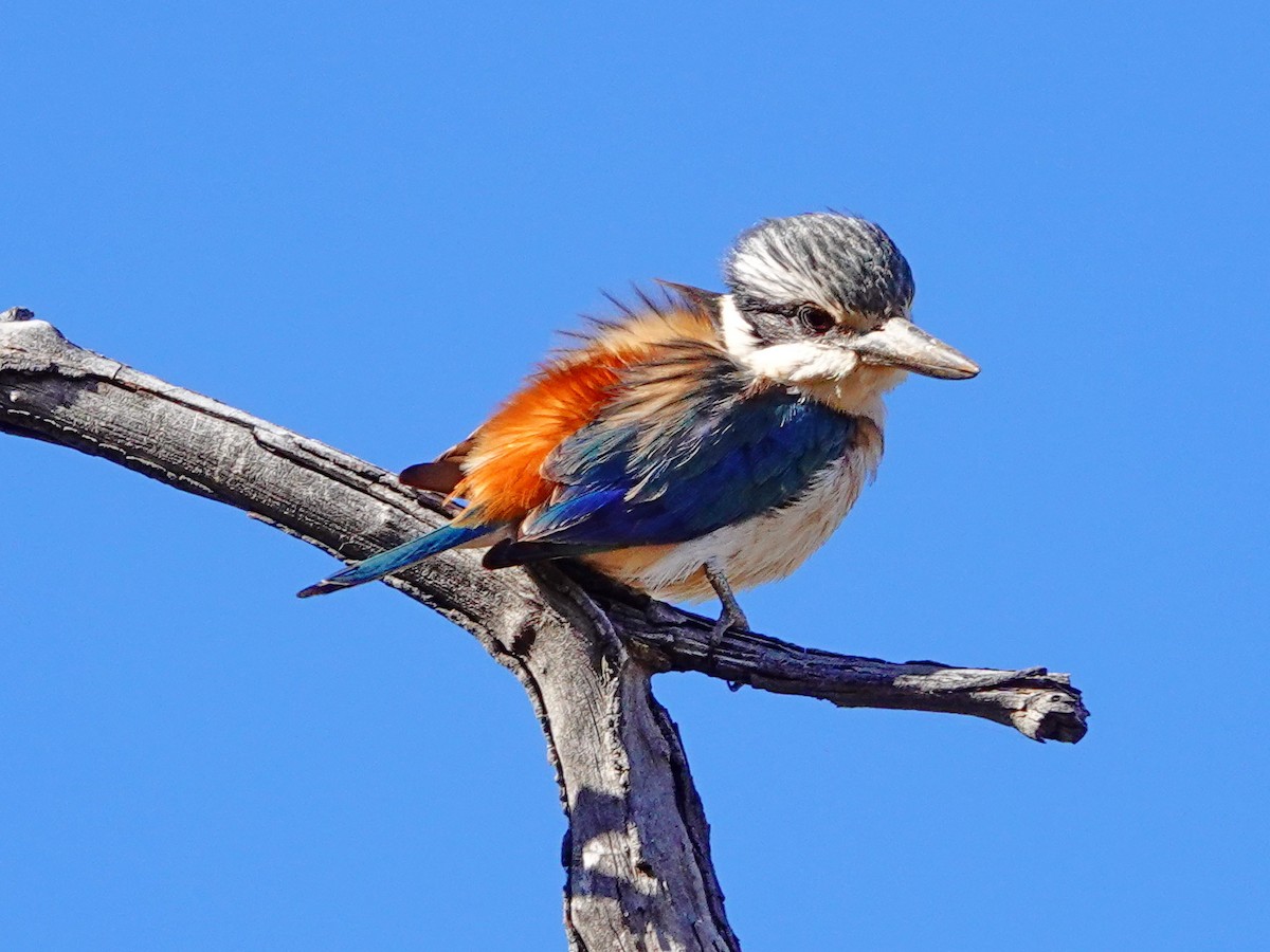 Red-backed Kingfisher - ML608564592