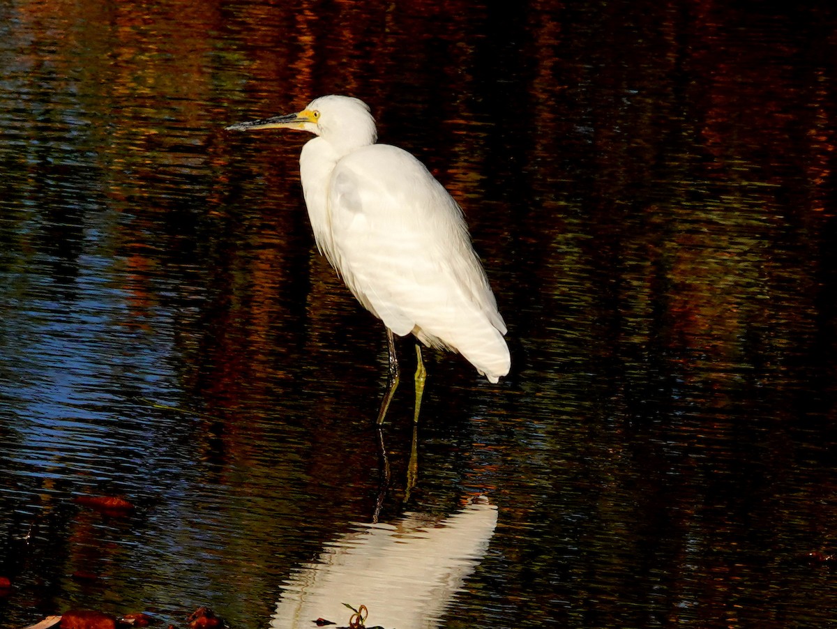 Little Egret - ML608564600