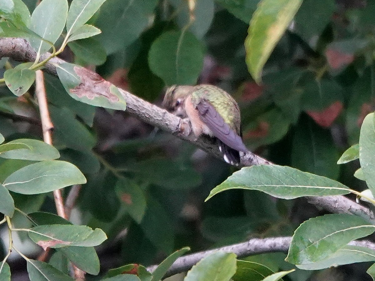 Calliope Hummingbird - Liz Soria