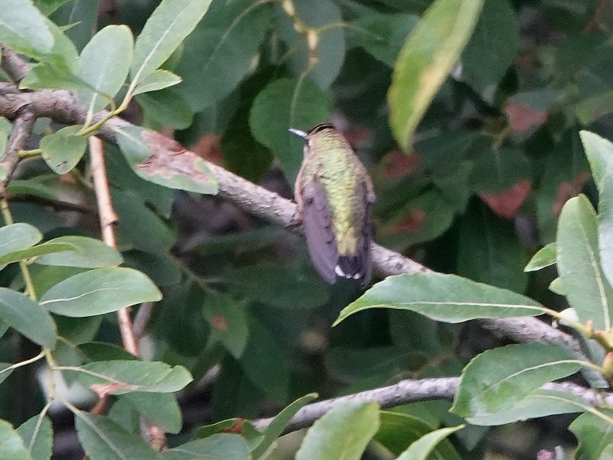 Calliope Hummingbird - Liz Soria