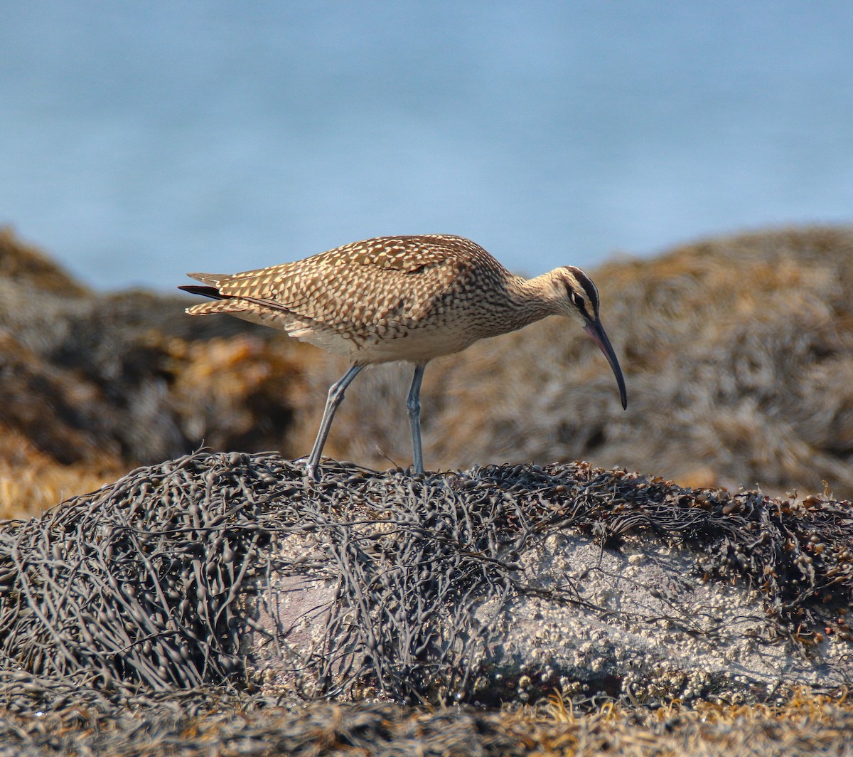 Whimbrel - Zachary Holderby