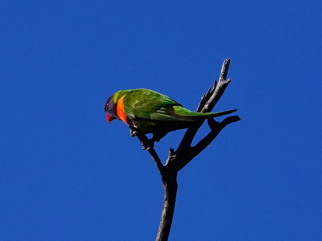 Rainbow Lorikeet - ML608564643