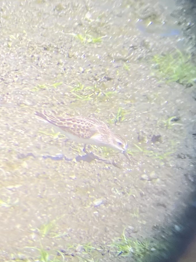 Semipalmated Sandpiper - Elijah Hayes