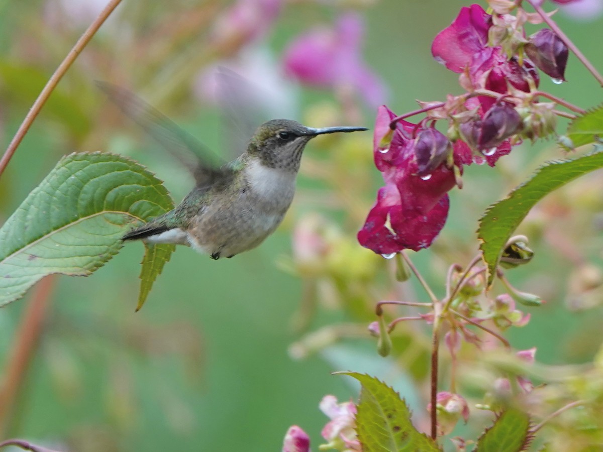 Ruby-throated Hummingbird - ML608564779
