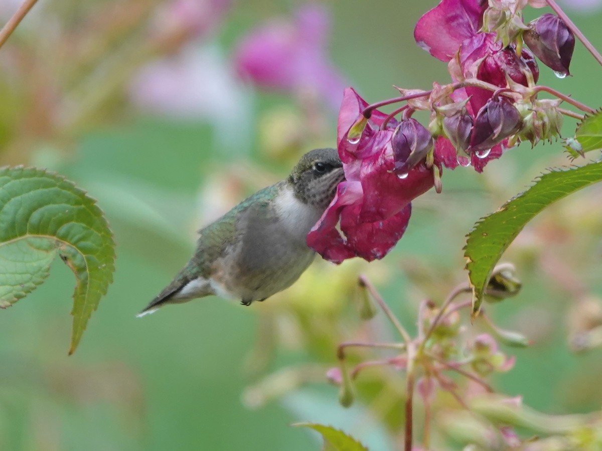 Ruby-throated Hummingbird - ML608564780