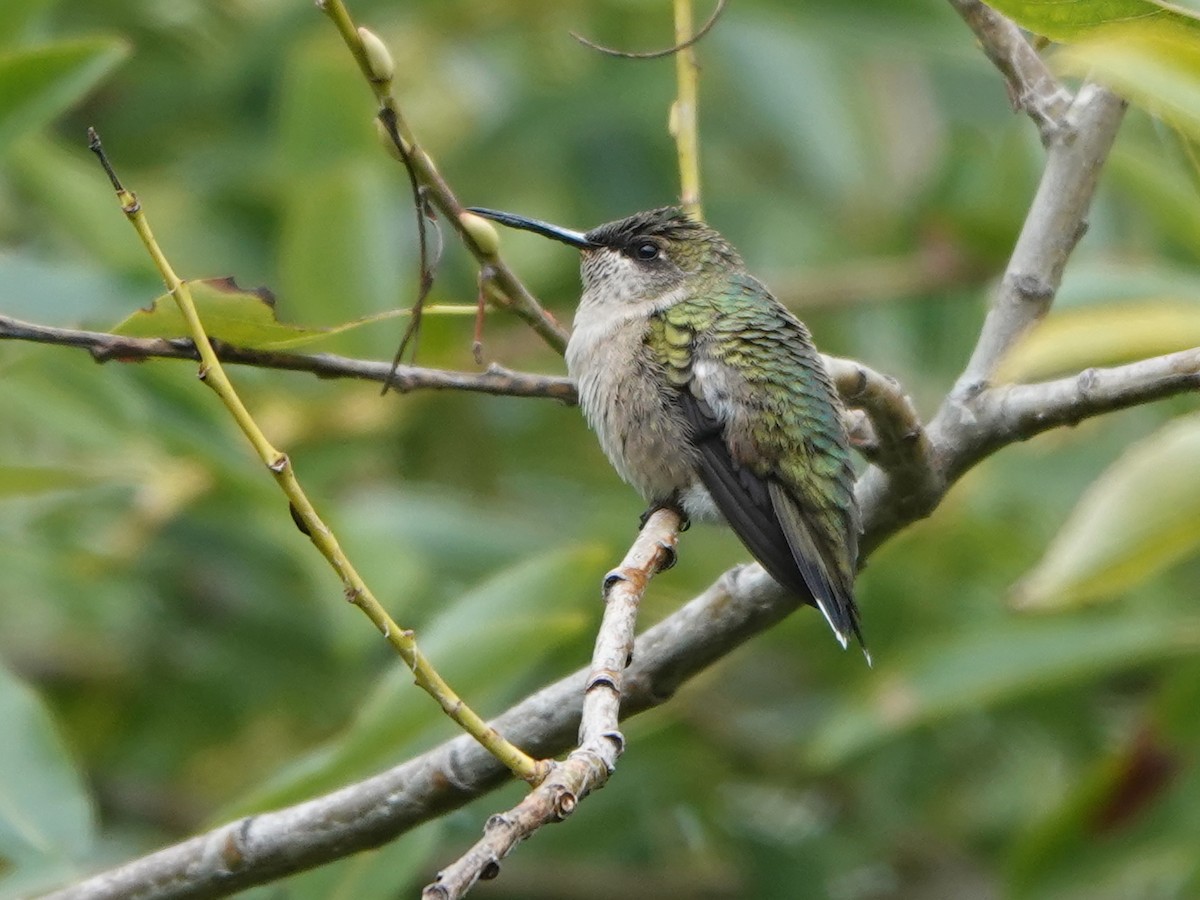 Ruby-throated Hummingbird - ML608564781