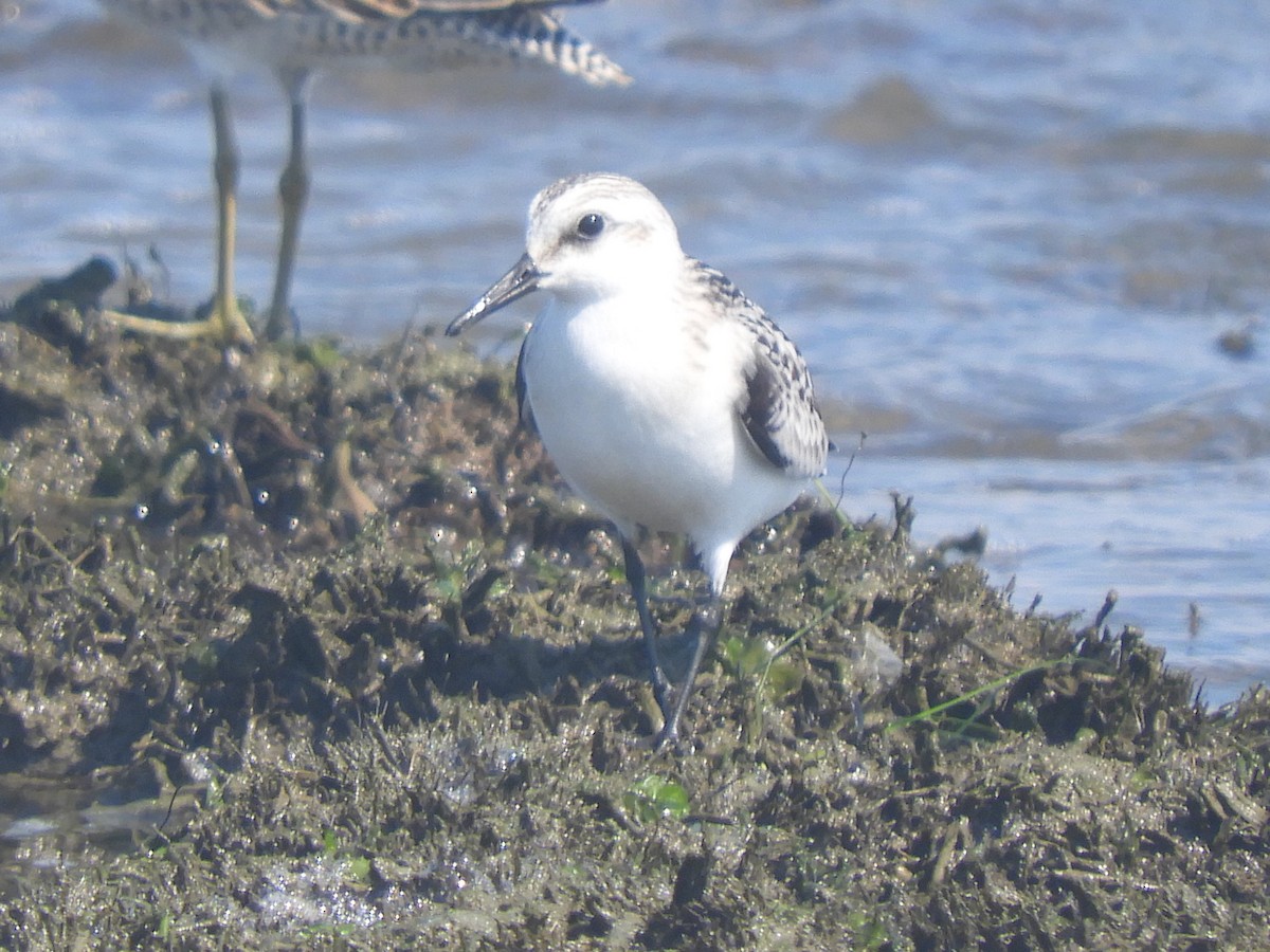 Sanderling - ML608564838