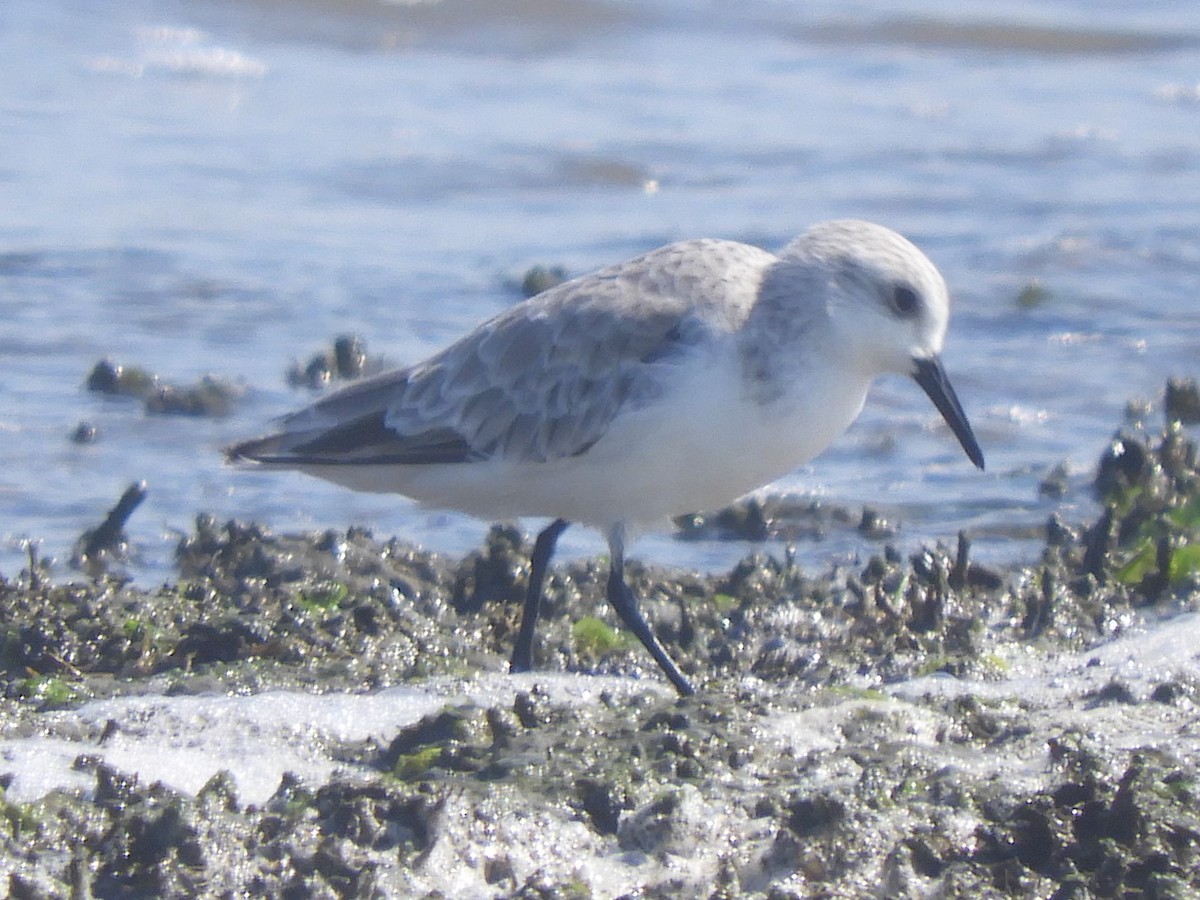 Sanderling - ML608564839