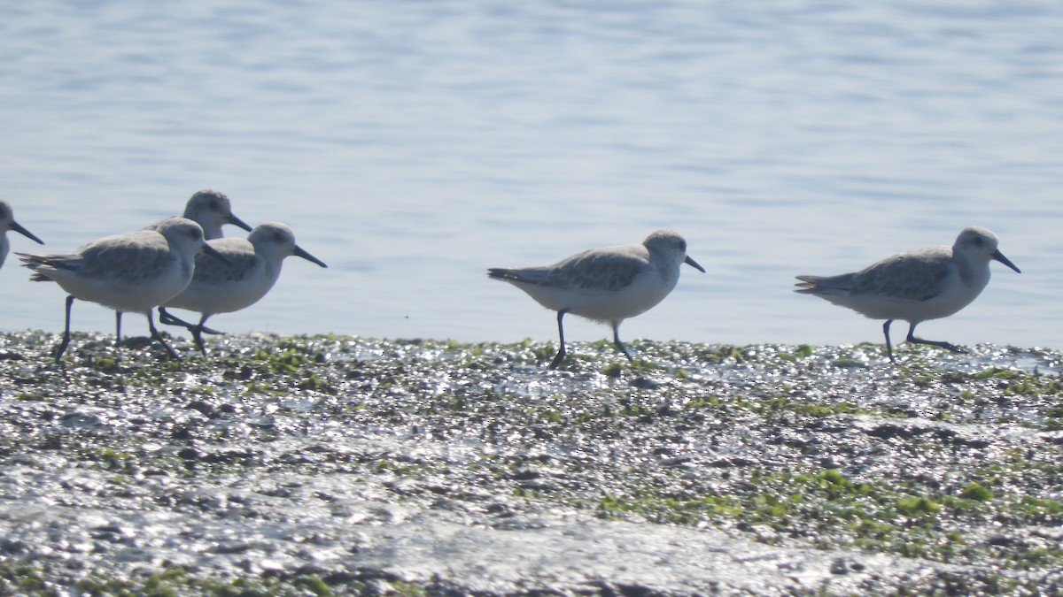 Sanderling - ML608564840
