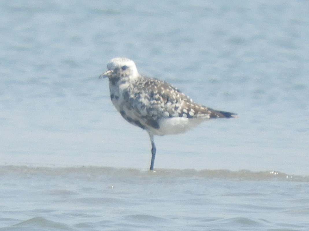 Black-bellied Plover - ML608564849
