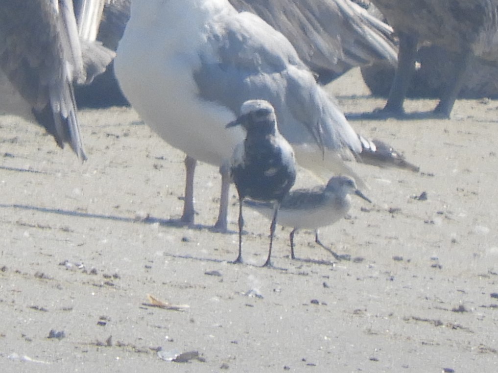 Black-bellied Plover - ML608564850