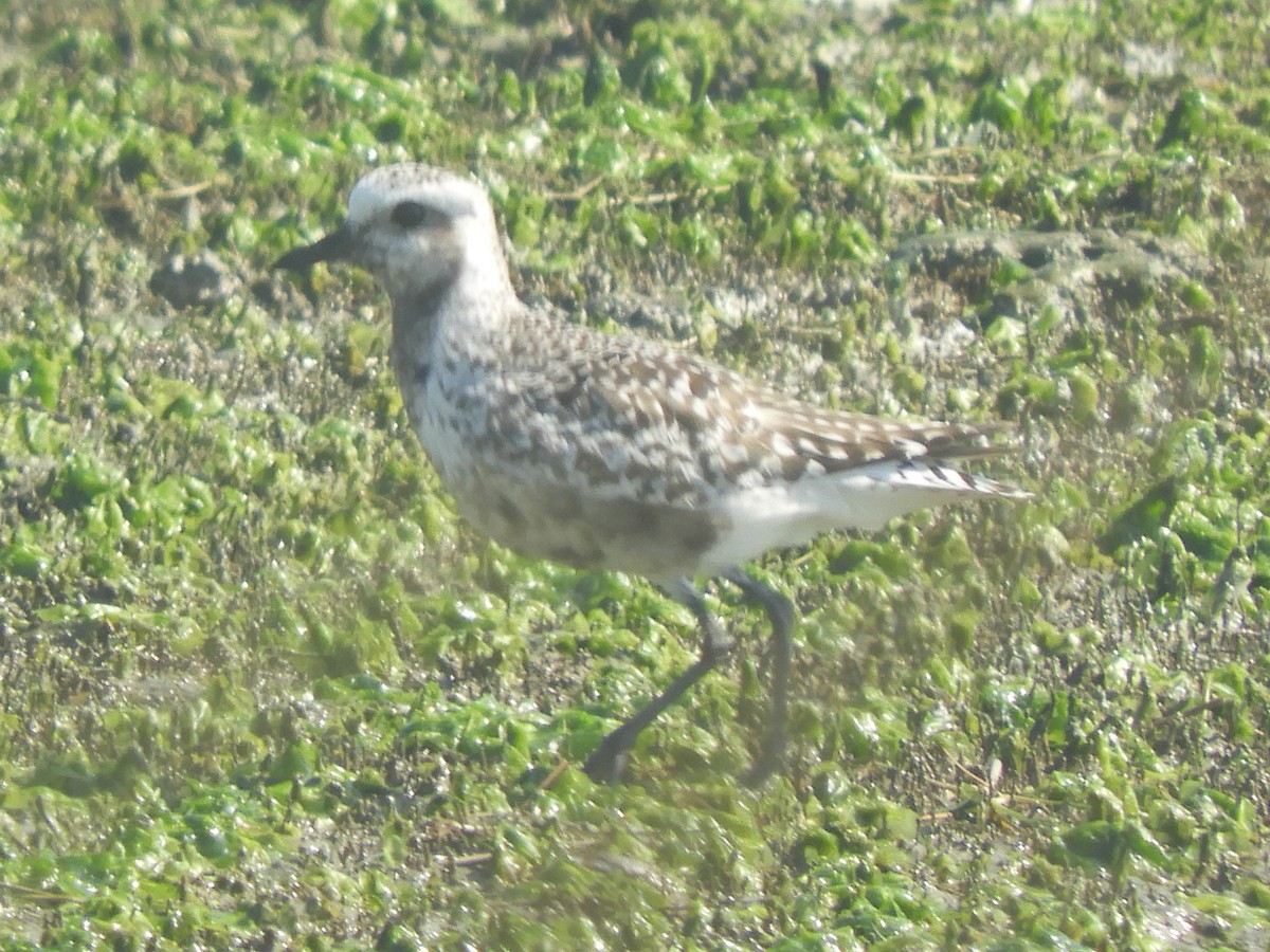 Black-bellied Plover - ML608564851