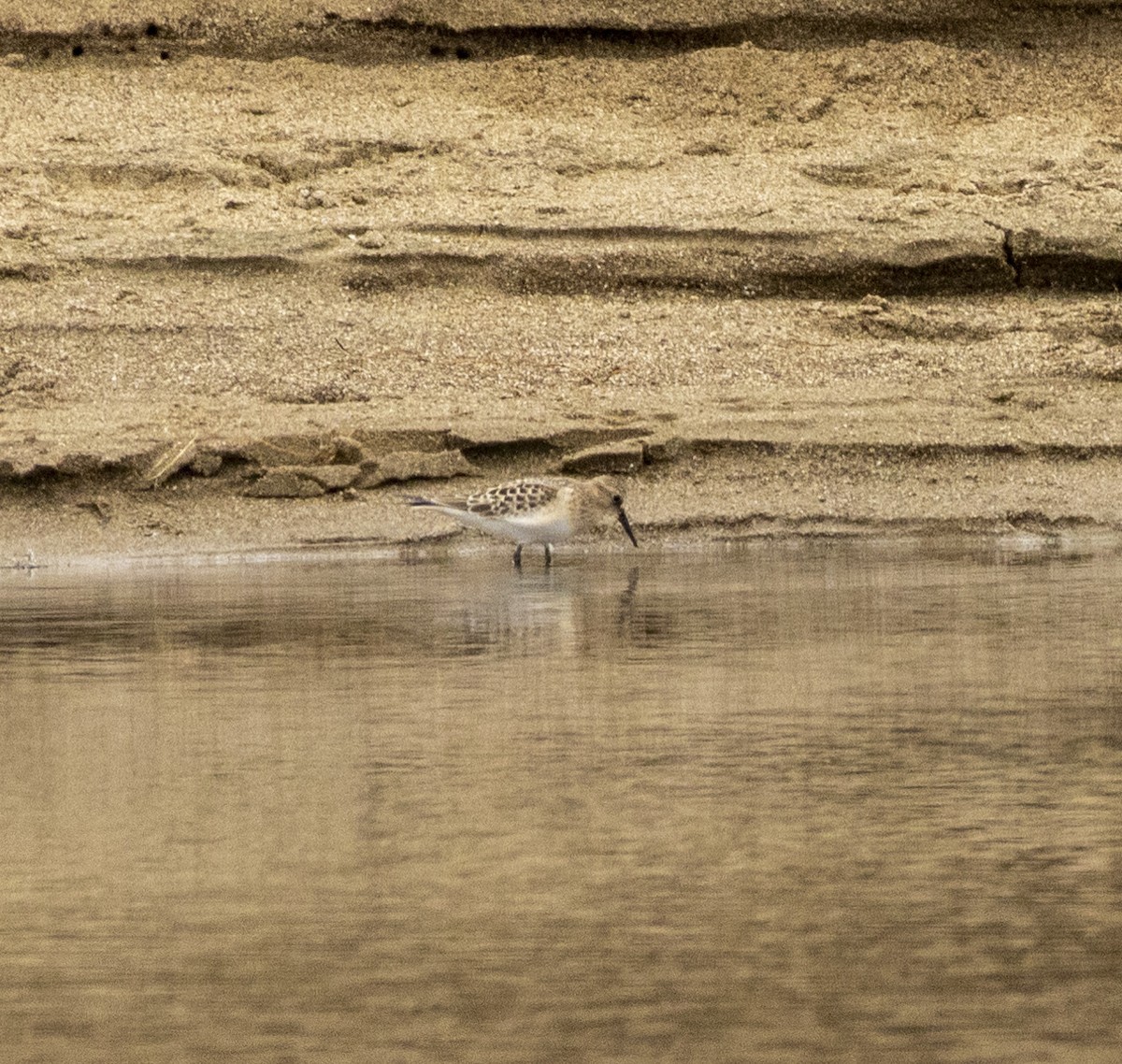 Baird's Sandpiper - ML608564857