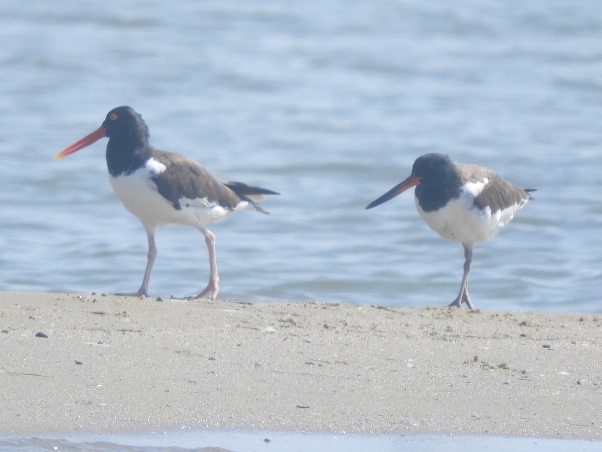 American Oystercatcher - ML608564859