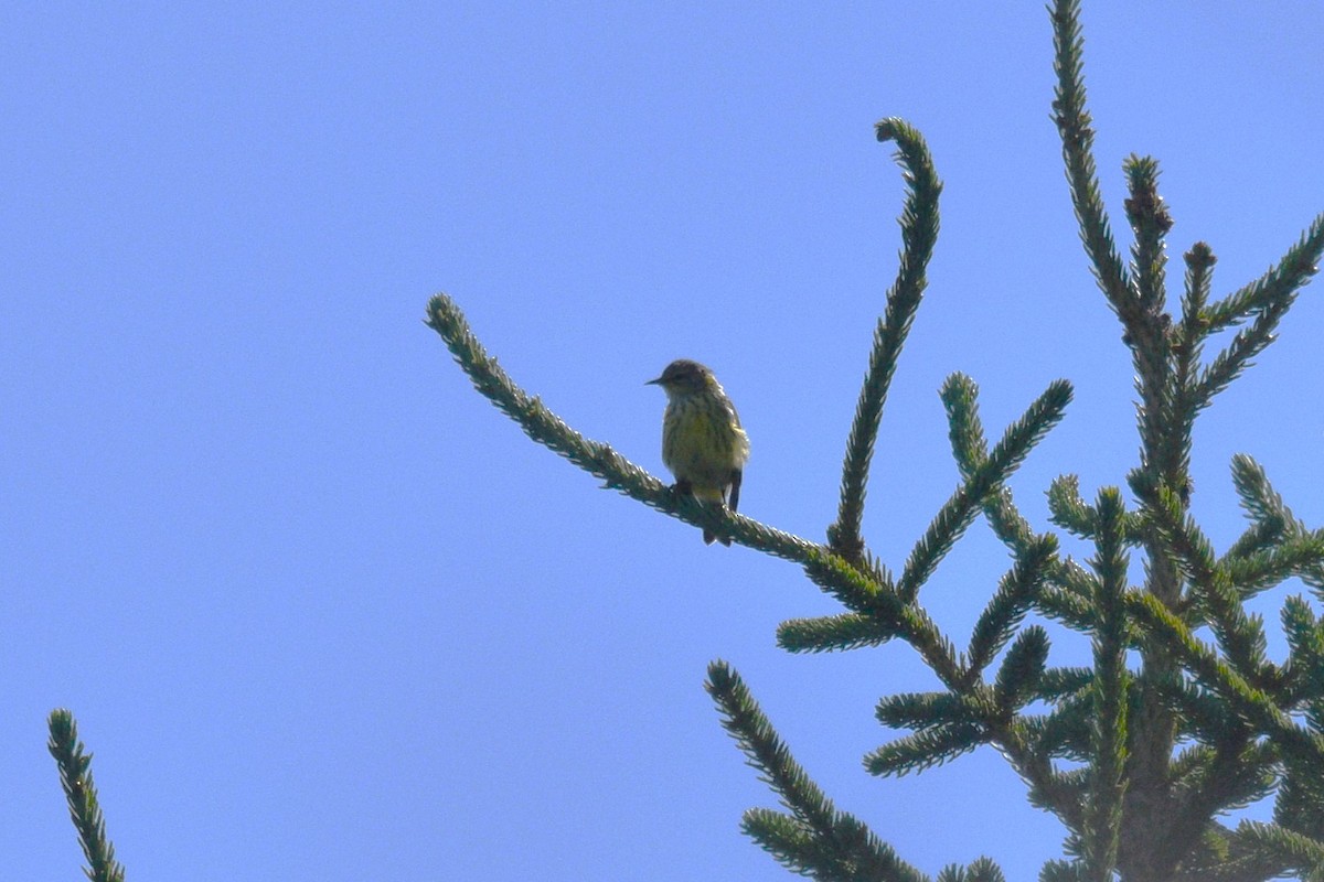 Cape May Warbler - Devin Johnstone