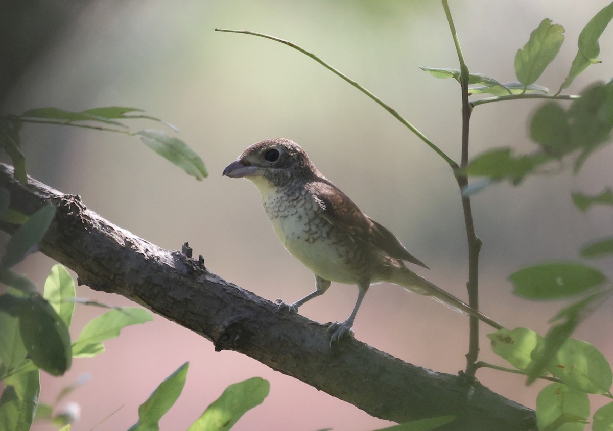 Tiger Shrike - Kisup Lee