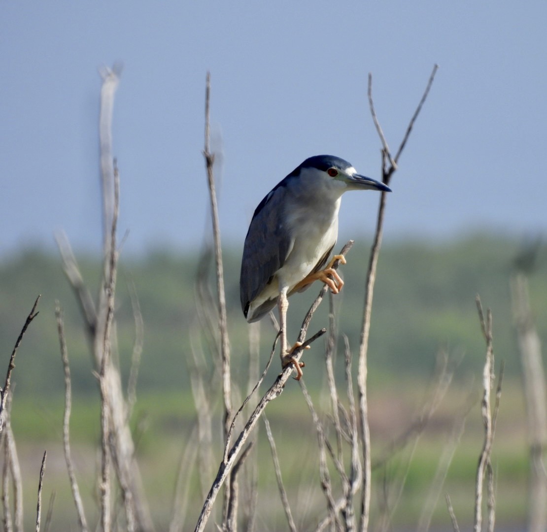 Black-crowned Night Heron - Christopher Daniels