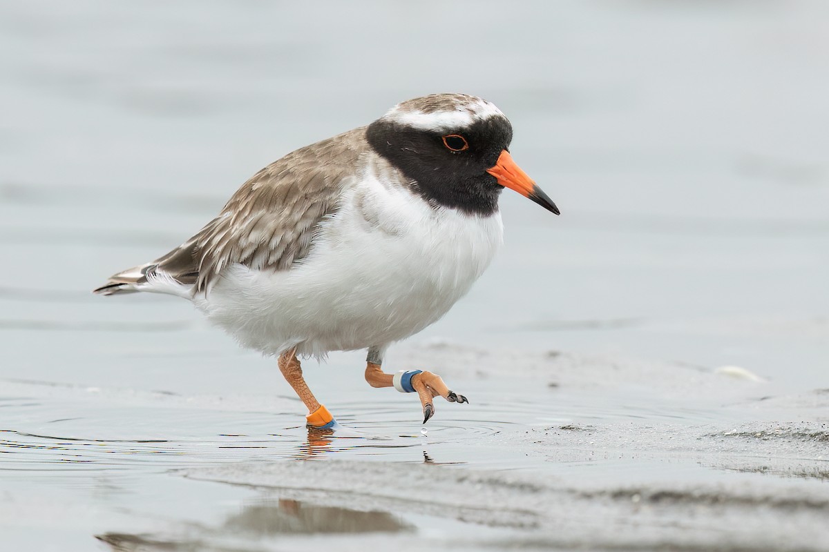 Shore Plover - David Irving