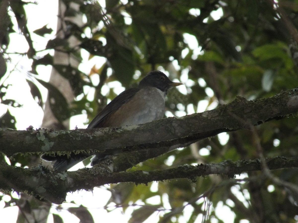 White-necked Thrush - ML608565276