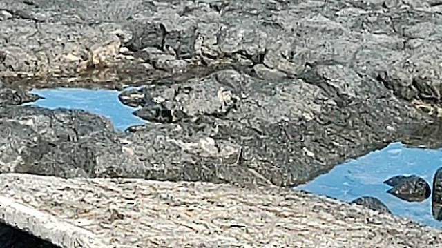 alaskavandresnipe - ML608565305